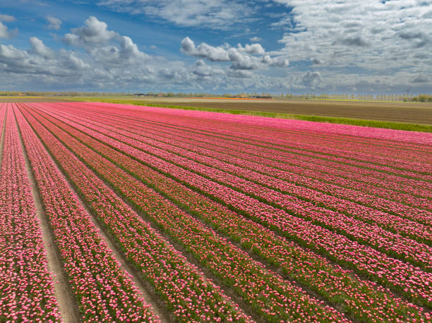 White and pink tulips growing in agricultural fields in the Noordoostpolder in Flevoland, The Netherlands, during springtime seen from above. The Noordoostpolder is a polder in the former Zuiderzee designed initially to create more land for farming and is one of the largest flower bulb cultivation areas in Holland..