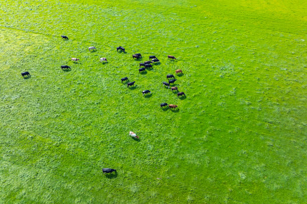 Group of cows in a green meadow seen from above during a beautiful springtime day.