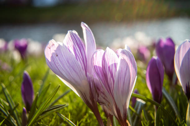 istock Blooming crocuses in sunny back light at sunset 2152025980