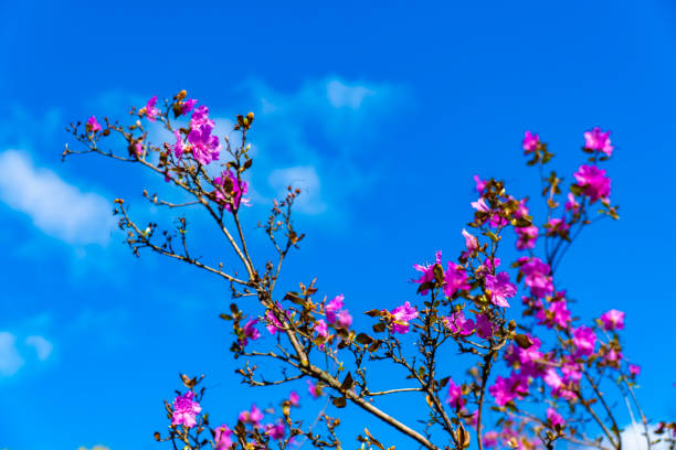 Close-up of blooming pink azalea flowers against a vivid blue sky, highlighting the natural beauty and vibrant colors of spring blooms
