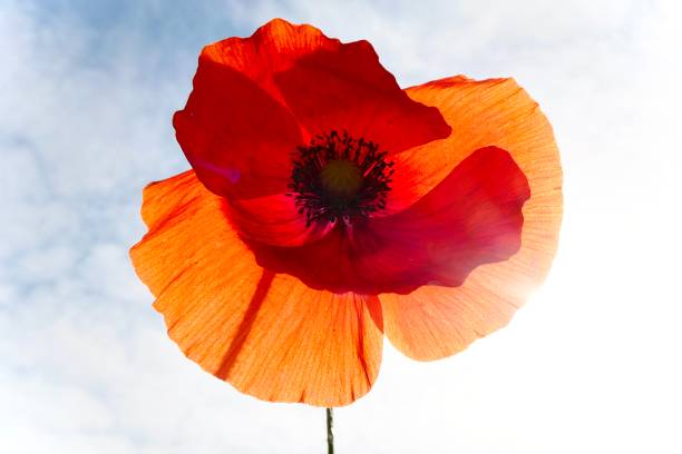 istock Poppy flower in sunlight 2152026227