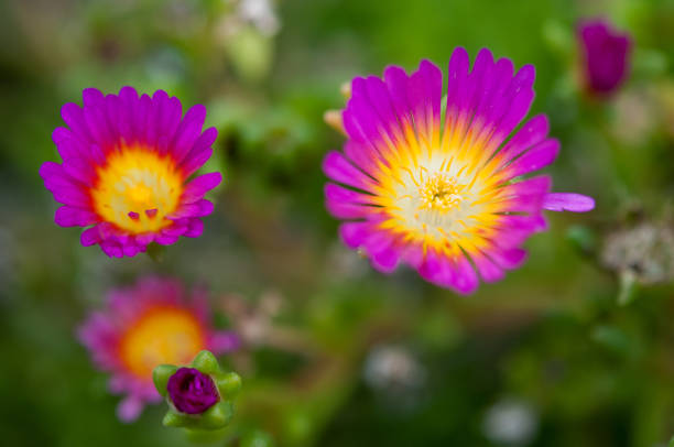 African daisy with yellow color and center of the flower with reddish border and pink around the pistils.