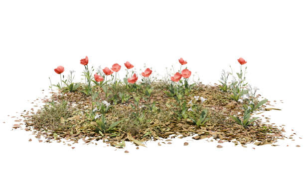 istock 3D render of poppy flowers with clipping path. 2152029193