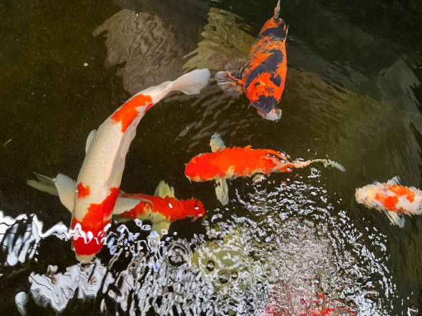 istock fish swimming in the pond 2152030292