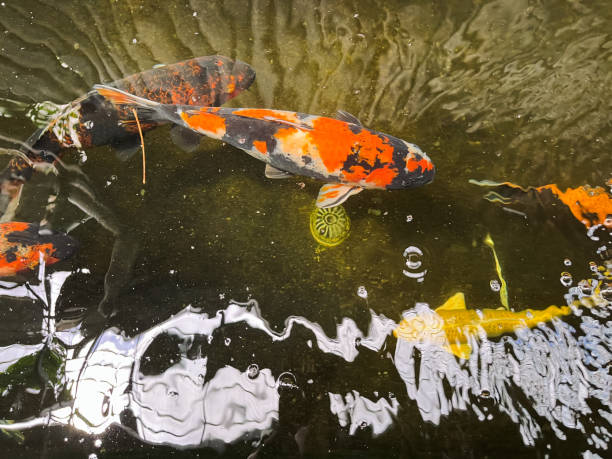 istock fish swimming in the pond 2152030297