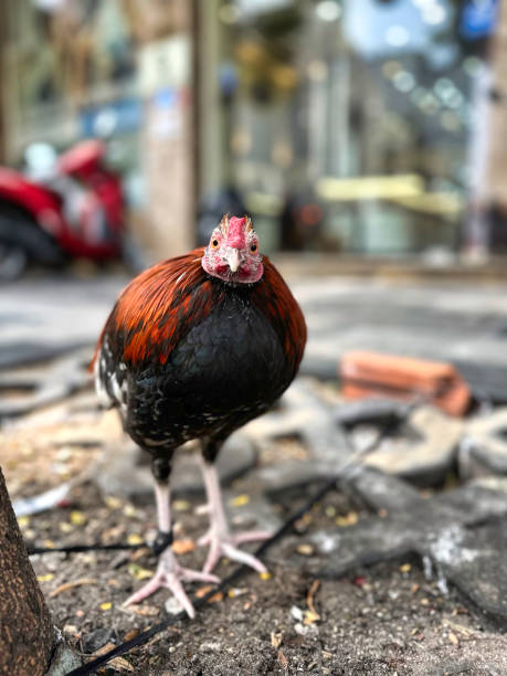istock Small Chicken in Ho Chi Minh City 2152030341
