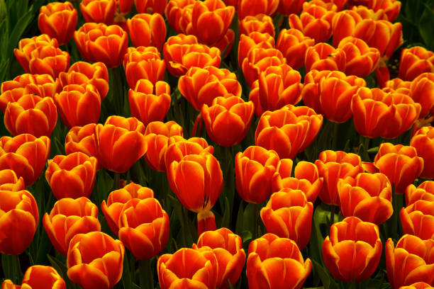 Close-up on red-yellow tulip flowers at romantic sunset light.