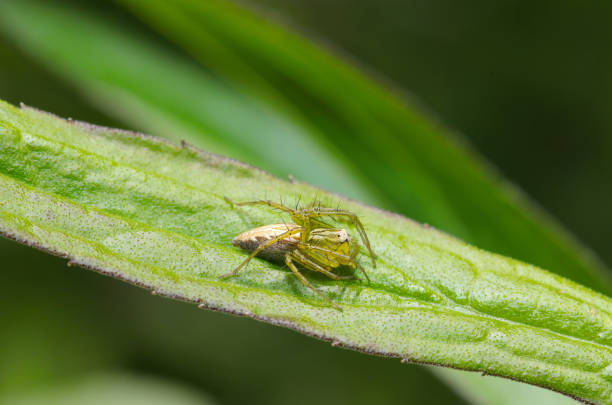 Female green Lynx spider  spider on a leaf (Natural+flash light, macro close-up photography)