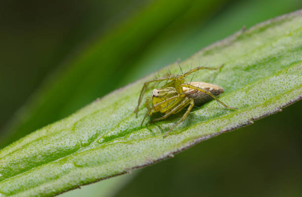 istock Female green Oxyopes sertatus spider on a leaf (Natural+flash light, macro close-up photography) 2152031862