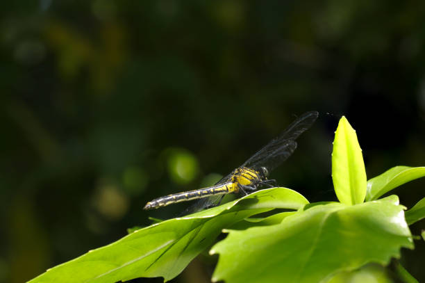 Yamasanae dragonfly on tall dark green branches and leaves (Sunny macro photograph)