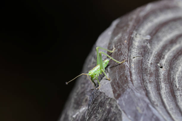 istock Larvae of the bush-cutter (Yabukiri, Tettigonia orientalis, Korean bush-cutter. Natural+flash light, macro close-up photography) 2152032028