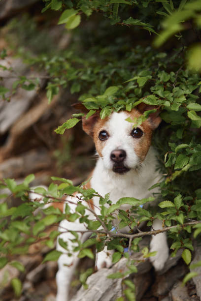 A Jack Russell Terrier peeks through lush green leaves. This captivating close-up captures the dog expressive eyes