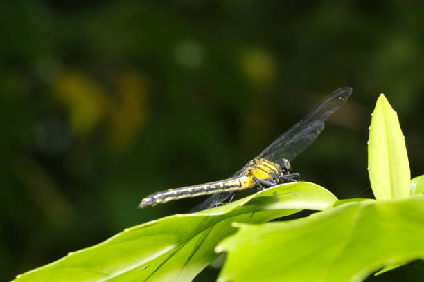 Yamasanae dragonfly on tall dark green branches and leaves (Sunny macro photograph)