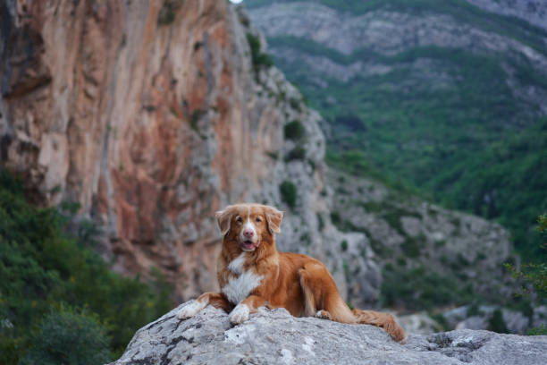 istock A Nova Scotia Duck Tolling Retriever lounges on stone, overlooking a vast valley 2152032425