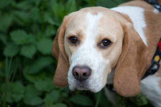 Beagle portrait in the green garden