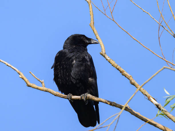 istock A carrion crow sitting on a small branch 2152032931