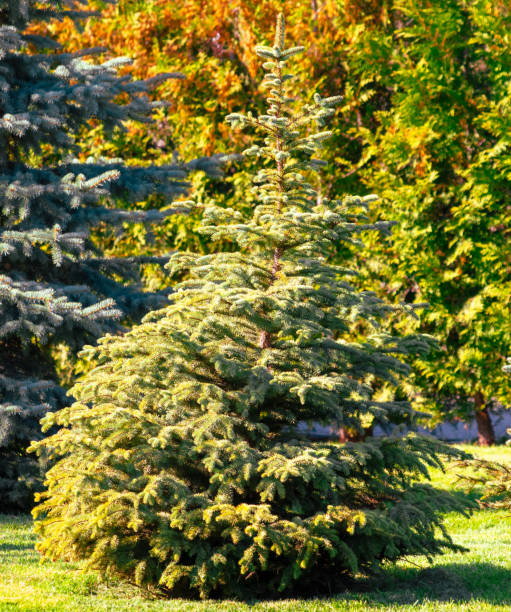 istock Small green Christmas tree in nature in summer 2152032958