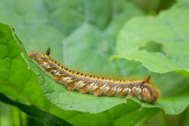istock The caterpillar of a drinking moth on a leaf 2152033520