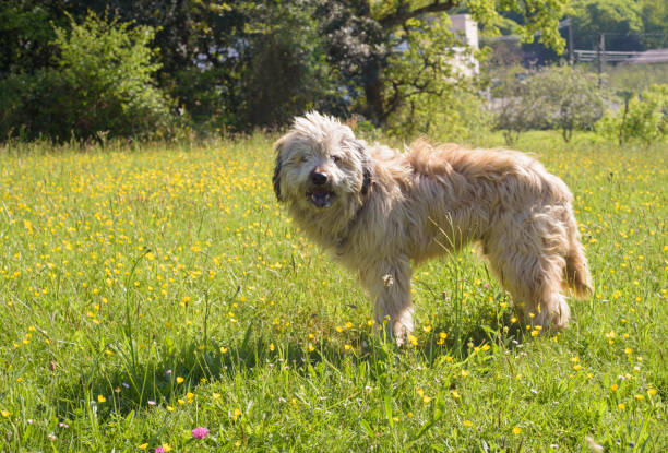 Furry dog looking at camera in a park