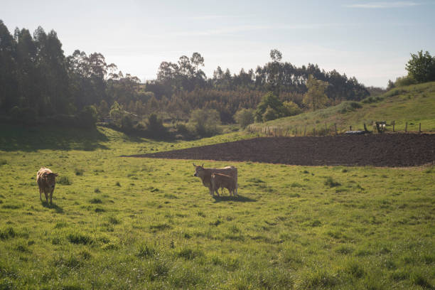 Calf sucking cow in a field