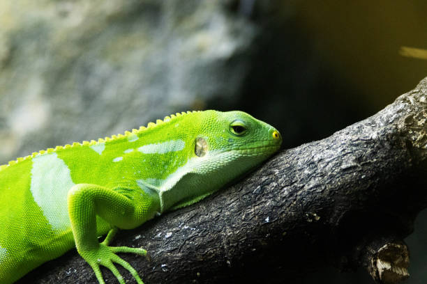 istock Lau banded iguana (Brachylophus fasciatus) arboreal lizard 2152035917