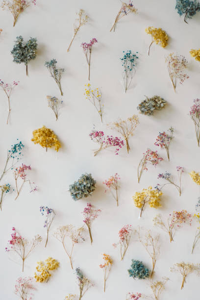 Free Stock Photo of Colorful Dried Flowers on White Background ...