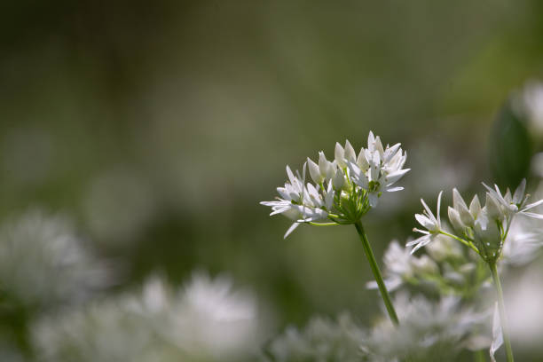 Wild bear garlic with flower in the forest (Allium ursinum)