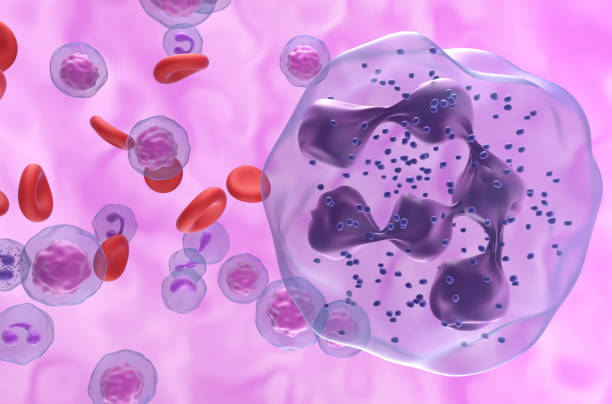 istock Hypersegmented neutrophil in WHIM Syndrome - Closeup view 3d illustration 2152036804