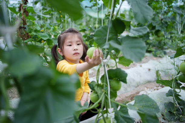 istock little girl holding melon in hand 2152038016