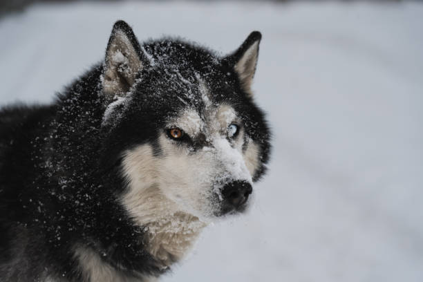 istock Siberian Husky dog with multi-colored eyes in winter. 2152038204