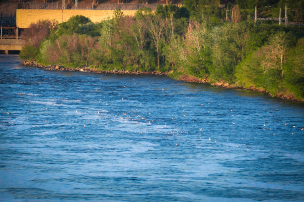 Snowy Egret, North Fork of the American River, Northern California.