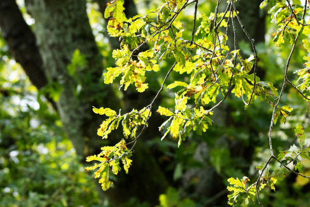 istock underside of the branches of an Oak tree with the sun shine through 2152039594