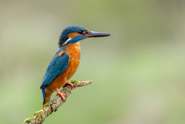 istock Male common kingfisher (Alcedo Atthis) 2152039949