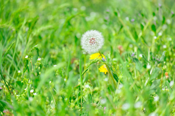 A beautiful yellow dandelion stands out in a grassy meadow, surrounded by green grass. This terrestrial plant with vibrant petals is a symbol of resilience in nature