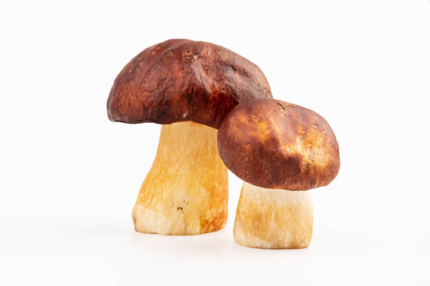 big boletus edulis isolated on white background close up