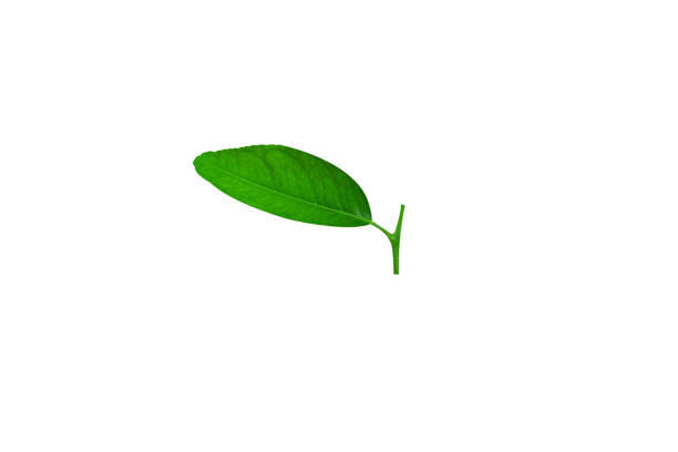 Citrus Lemon leaf isolated on white background