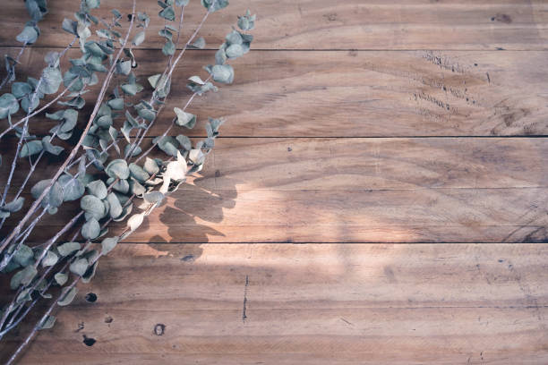 istock Eucalyptus botanic dry stem leaves on wooden scratch table with morning sunlight and space. 2152041414