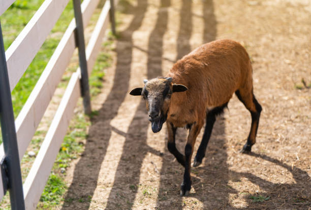 Cameroon sheep is grazing in paddock or zoo cage. Animal concept
