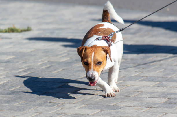 istock A dog on a leash walks along the sidewalk slabs 2152041866