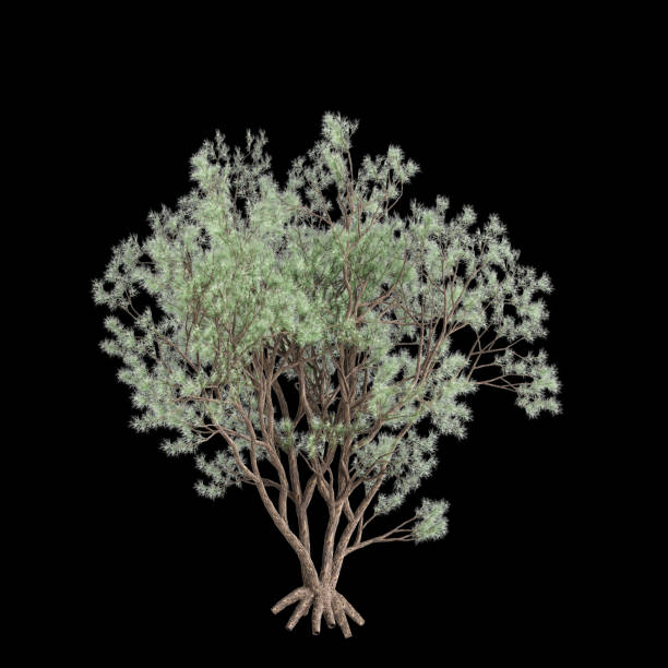 istock 3d illustration of Psorothamnus spinosus tree isolated on black background 2152042072