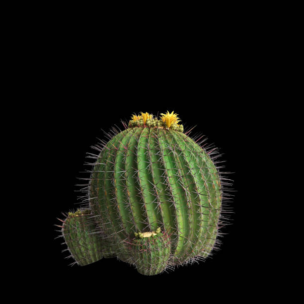 3d illustration of Ferocactus emoryi bush isolated on black background