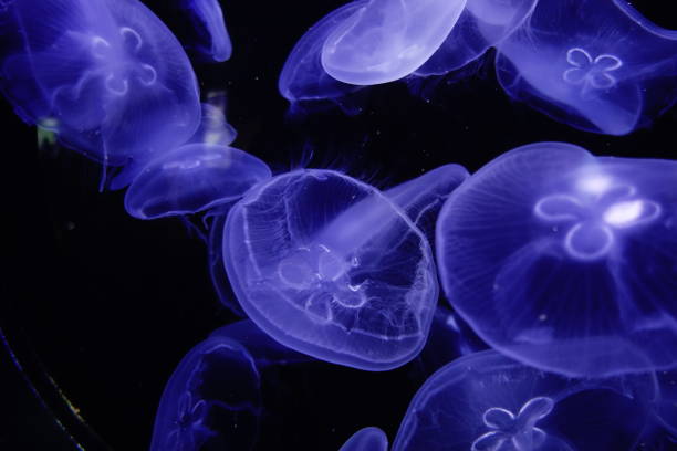 istock Jellyfish in blue on black 2152043200