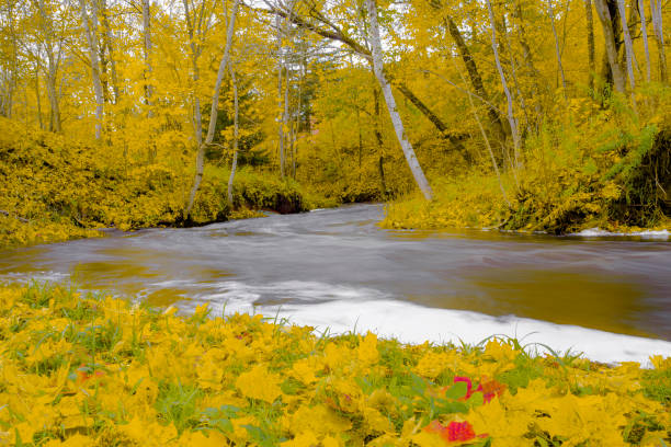 Autumn river with tress with yellow leafs. Beautiful autumn landscape.