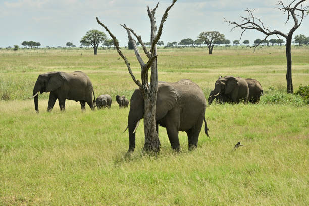 African elephant family roaming in Tanzania green savanah during rainy season
