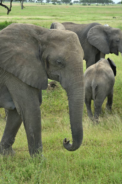 istock African elephant family roaming in green savanah 2152044080
