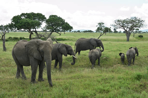 African elephant family roaming in Tanzania green savanah during rainy season