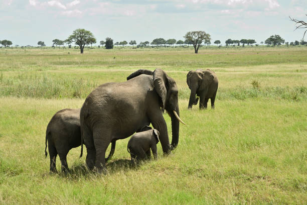 4 african elephants walking to the watering hole.  Taken in Tarangire National Park, Tanzania.  More Elephant Images  ,
