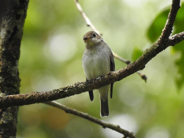 istock Muscicapa dauurica 2152045449