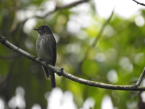istock Muscicapa sibirica 2152046334