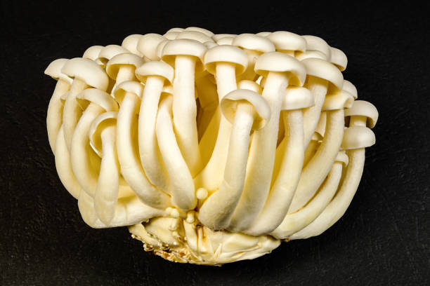 istock Bunch of white shimeji mushrooms on black background. 2152046850